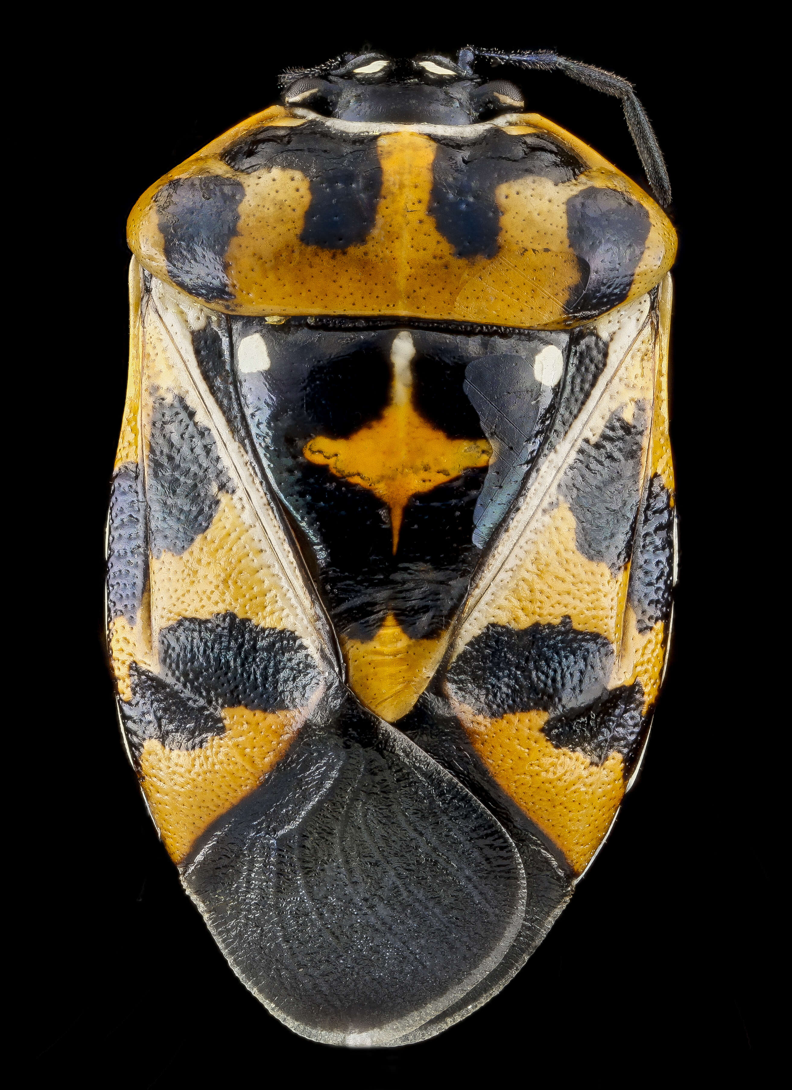 Image of Harlequin Bug