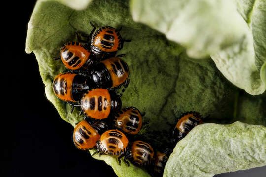 Image of Harlequin Bug