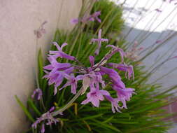 Image of Tulbaghia