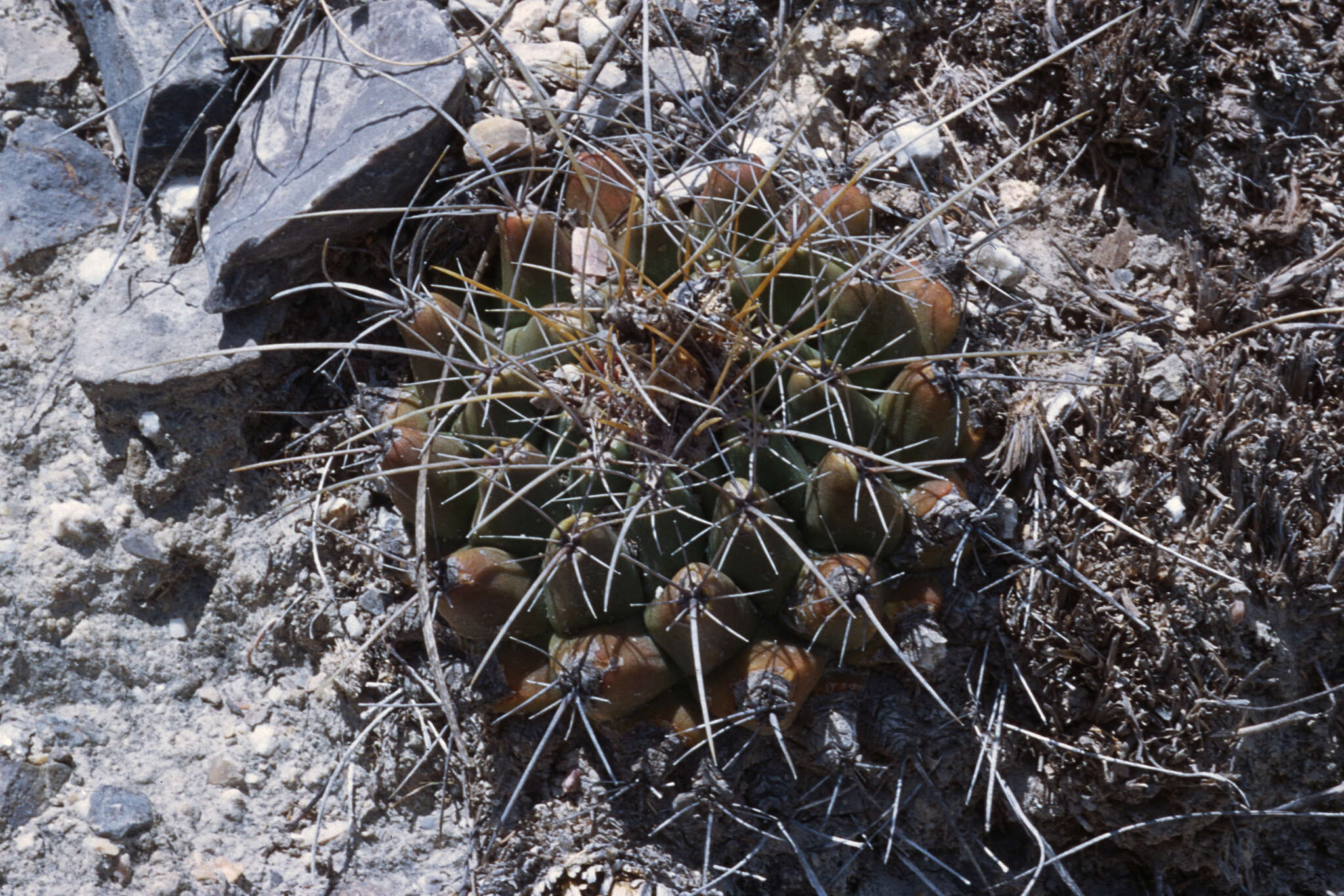 Image of Thelocactus buekii (Klein bis) Britton & Rose