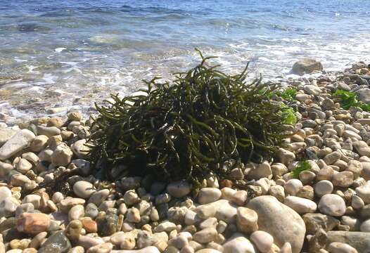 Plancia ëd Codium vermilara