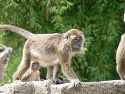 Image of Long-tailed Macaque