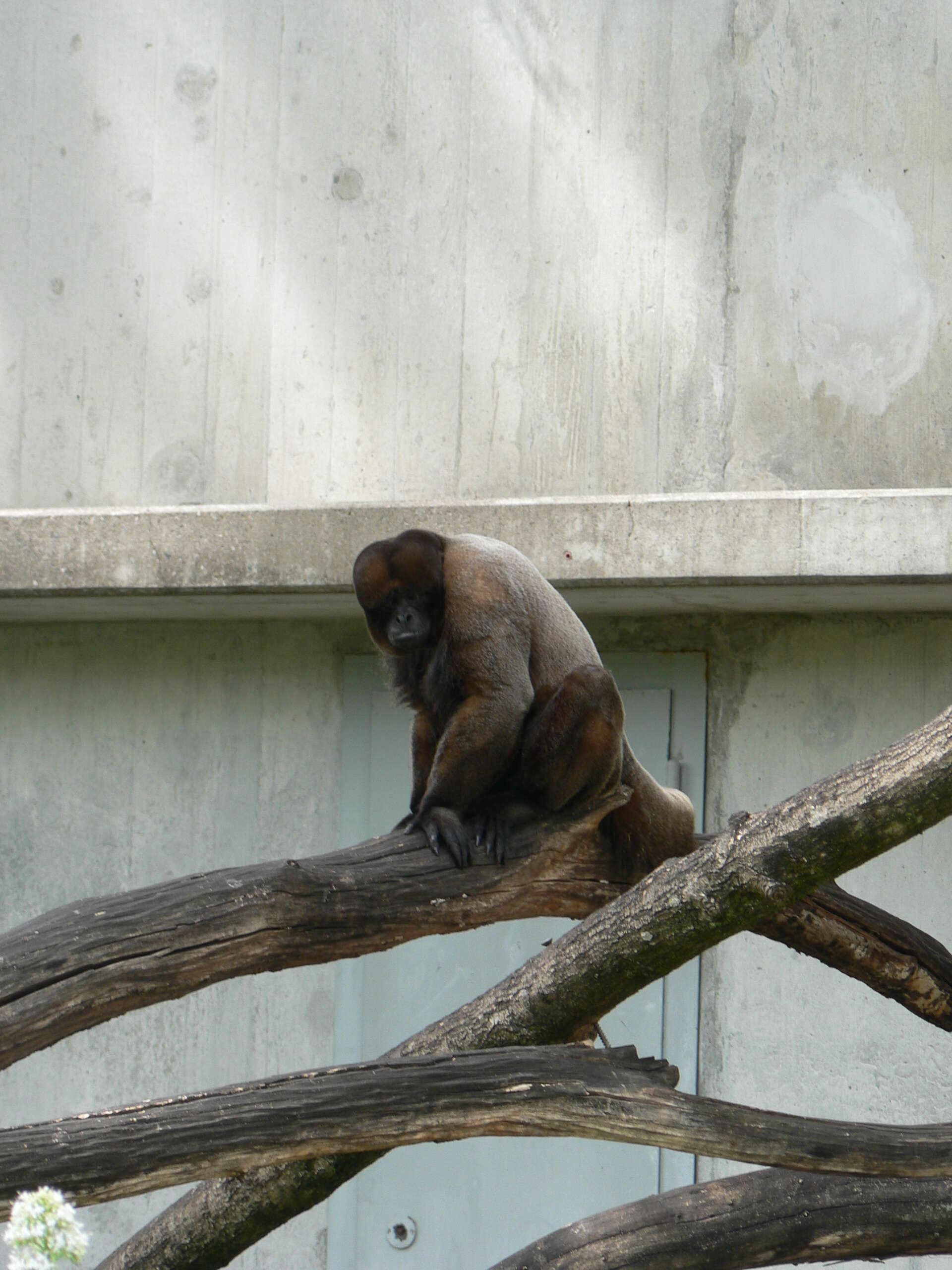 Image of Woolly monkey