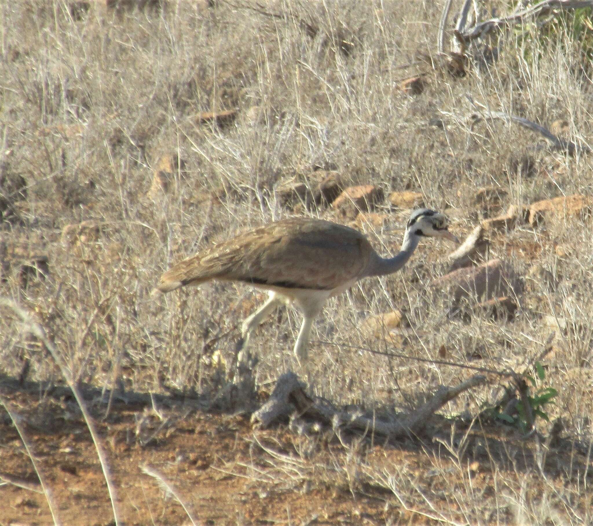 Imagem de Eupodotis senegalensis (Vieillot 1821)