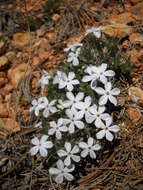 Image of musky phlox