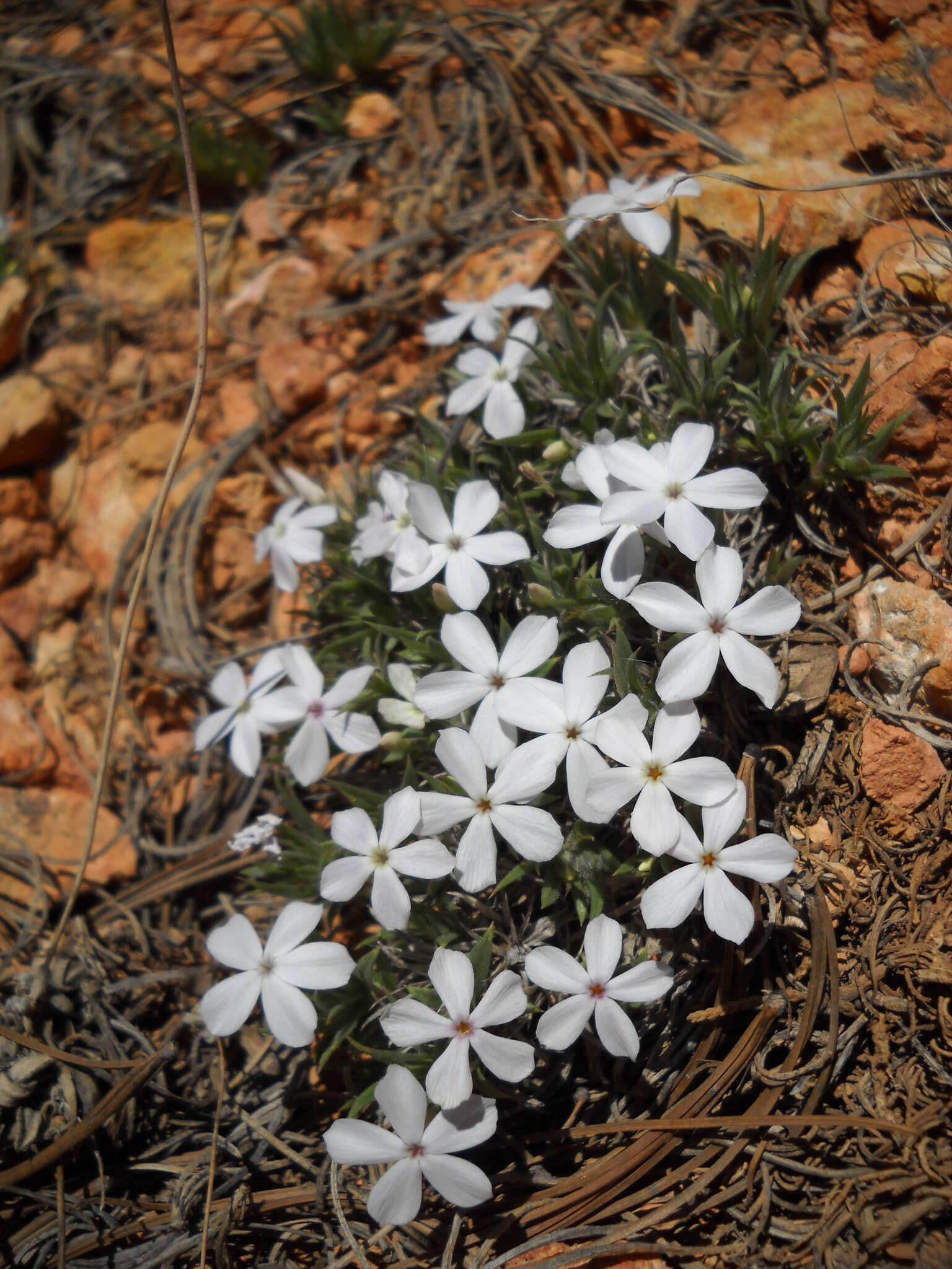 Image of musky phlox