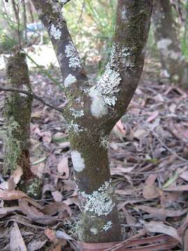 Image of Drimys aromatica (R. Br.) F. Müll.