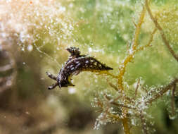 Image of Polycera melanosticta M. C. Miller 1996