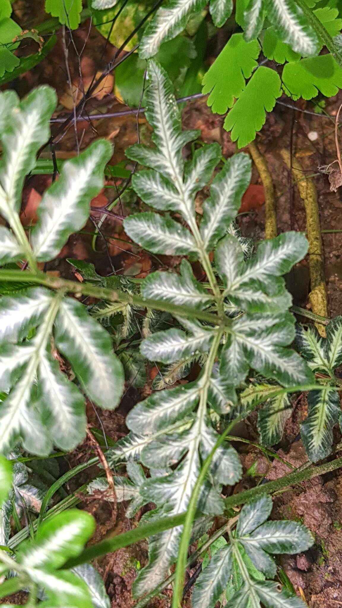 Image of Pteris ensiformis var. victoriae Bak.