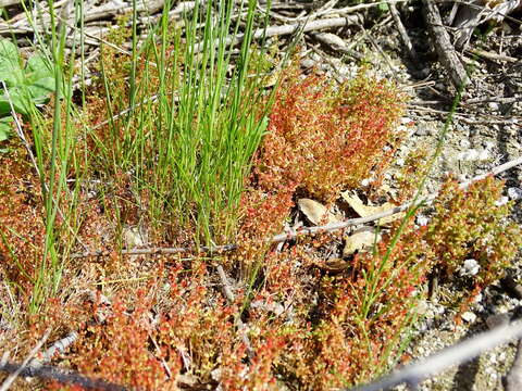 Image of sand pygmyweed