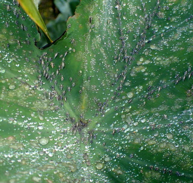Image of Planthopper