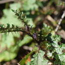 Image of Solanum prinophyllum Dun.