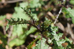 Image of Solanum prinophyllum Dun.