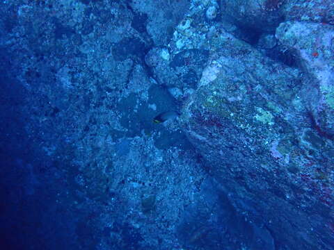 Image of Black-finned Vagabond