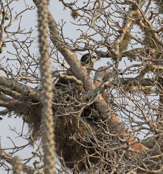 Image of Madagascan Harrier-Hawk