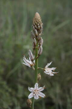 Image of Asphodelus aestivus Brot.