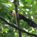 Image de Coucal à face noire