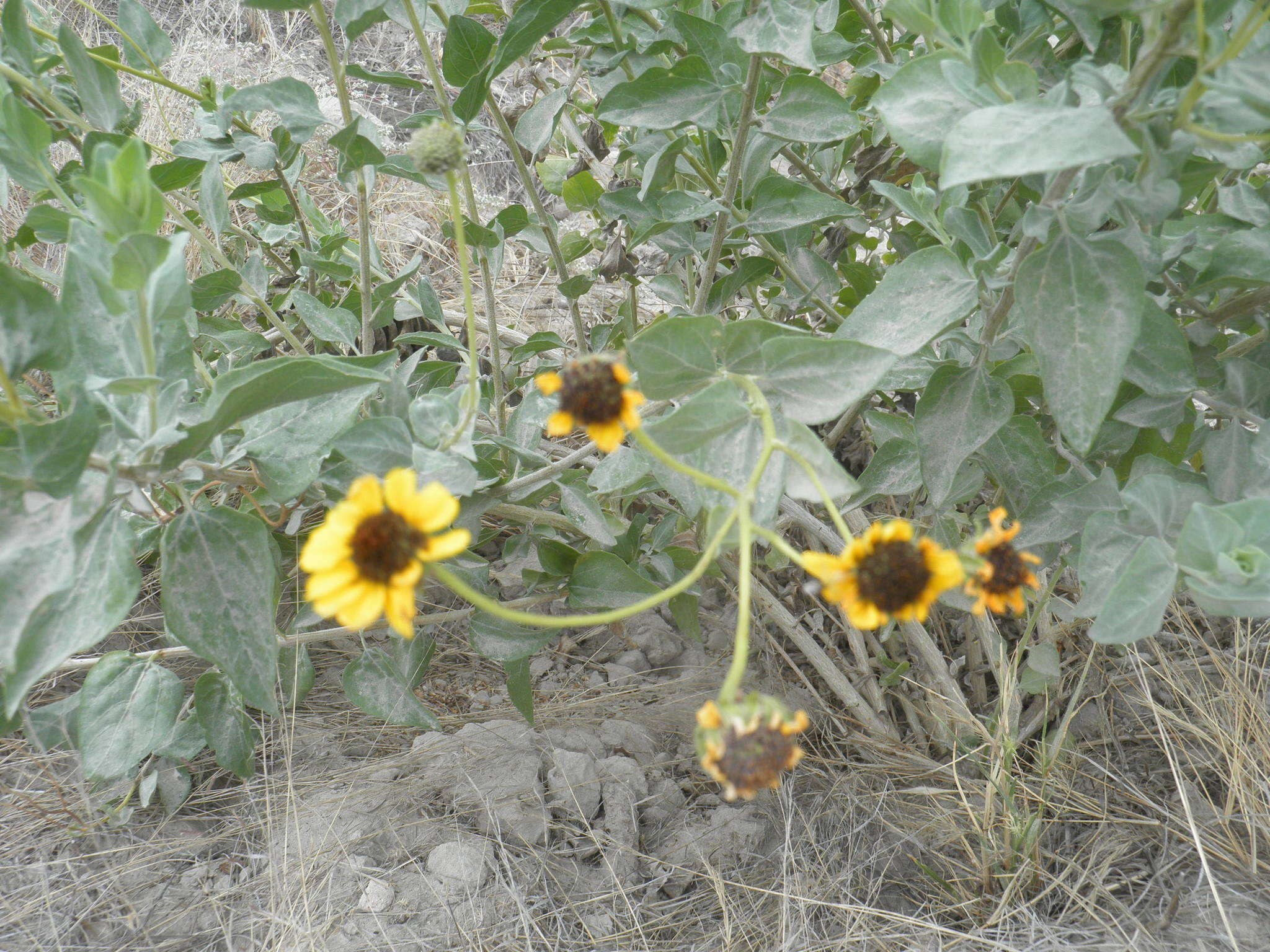 Sivun Encelia palmeri Vasey & N. E. Rose kuva