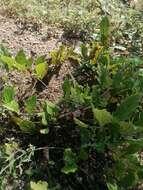 Image of Aristolochia nelsonii Eastwood