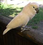 Image of Moluccan Cockatoo