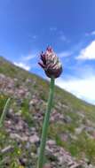 Image of Allium atrosanguineum Schrenk