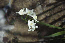 Image of paperwhite narcissus