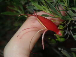 صورة Eremophila decipiens subsp. decipiens