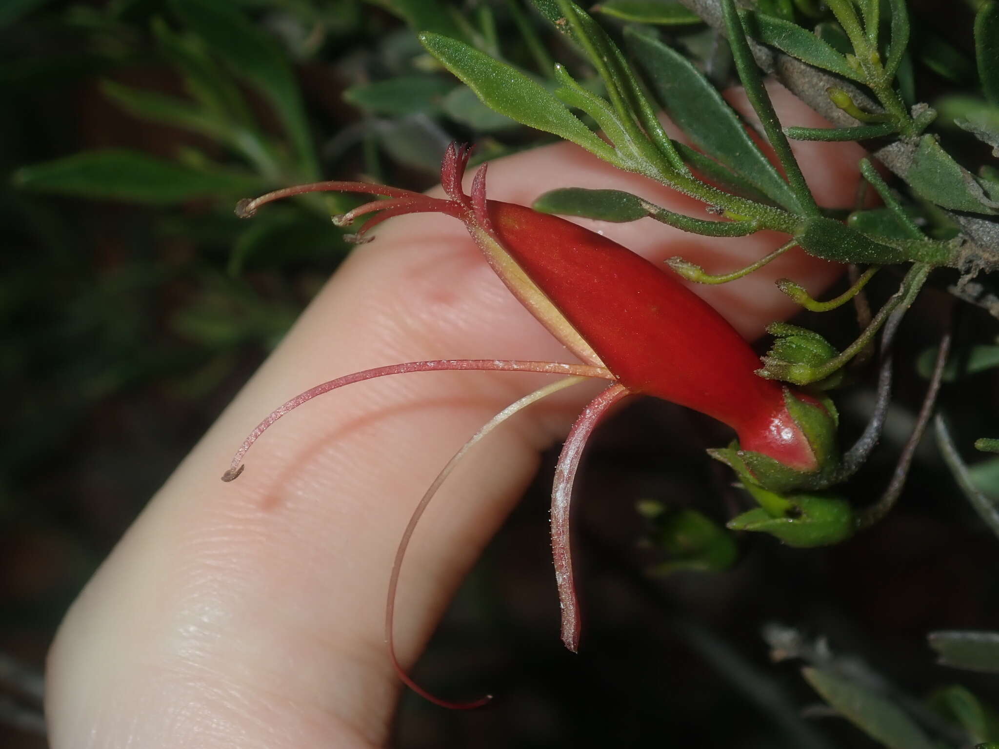 صورة Eremophila decipiens subsp. decipiens