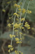 Image of Joint Pine