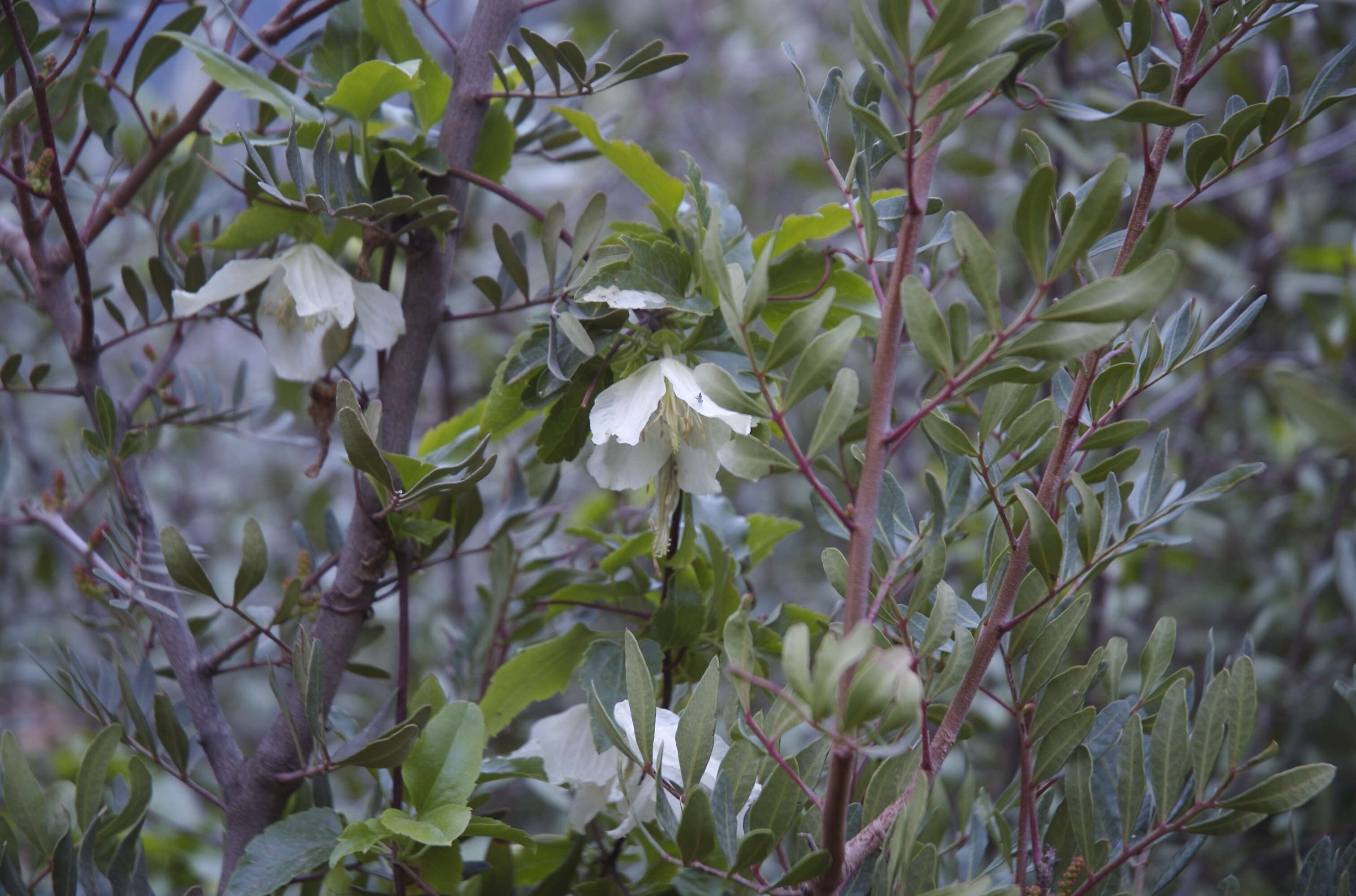 Imagem de Clematis cirrhosa L.