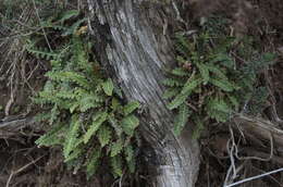 Plancia ëd Asplenium ceterach L.