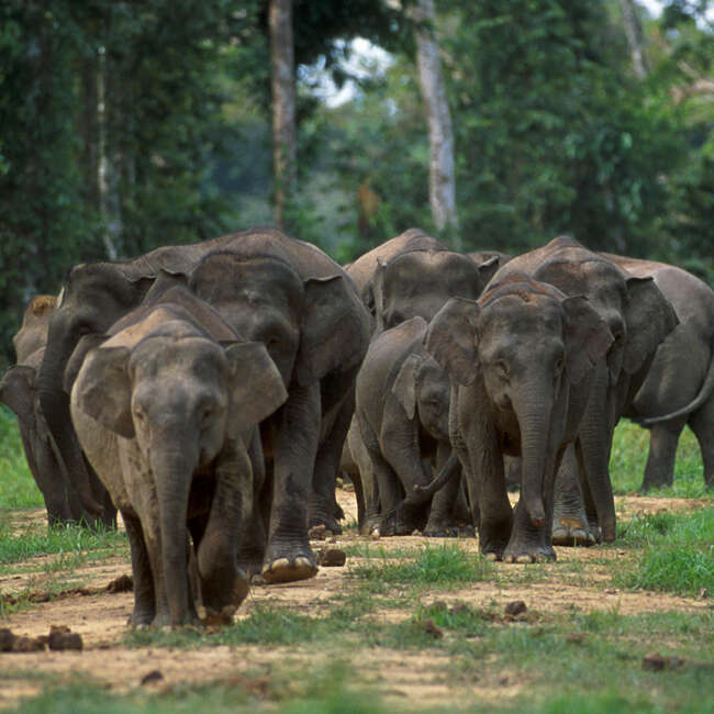 Image of Borneo elephant