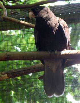 Image of Black Parrot