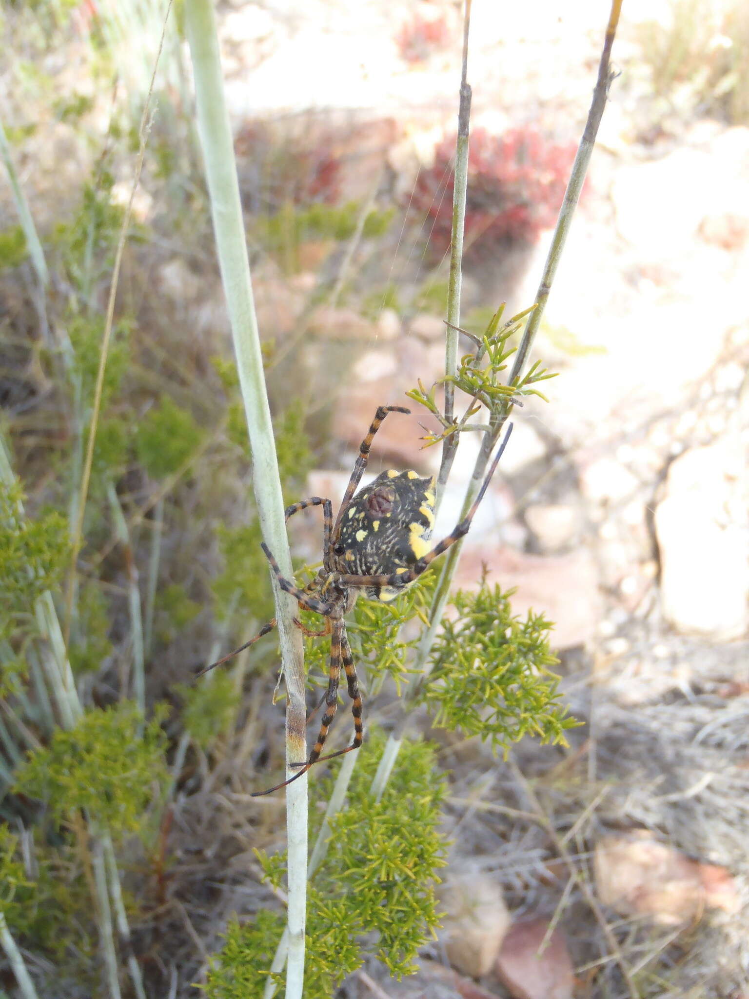 Image of Argiope australis (Walckenaer 1805)