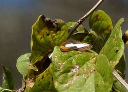 Image of Adelpha thoasa