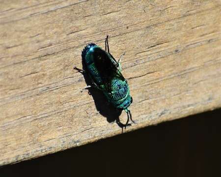 Image of <i>Chrysis smaragdula</i> Lepeletier & Serville 1825