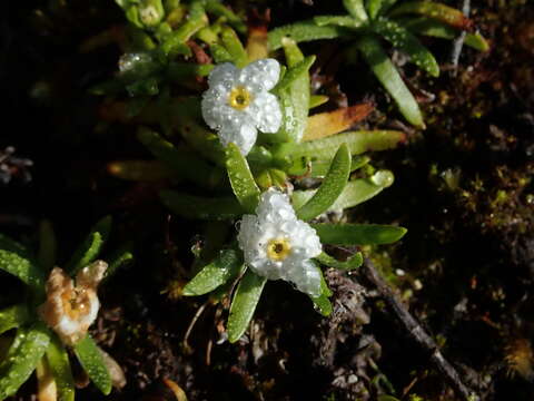 Plagiobothrys linifolius (Lehm.) I. M. Johnst. resmi