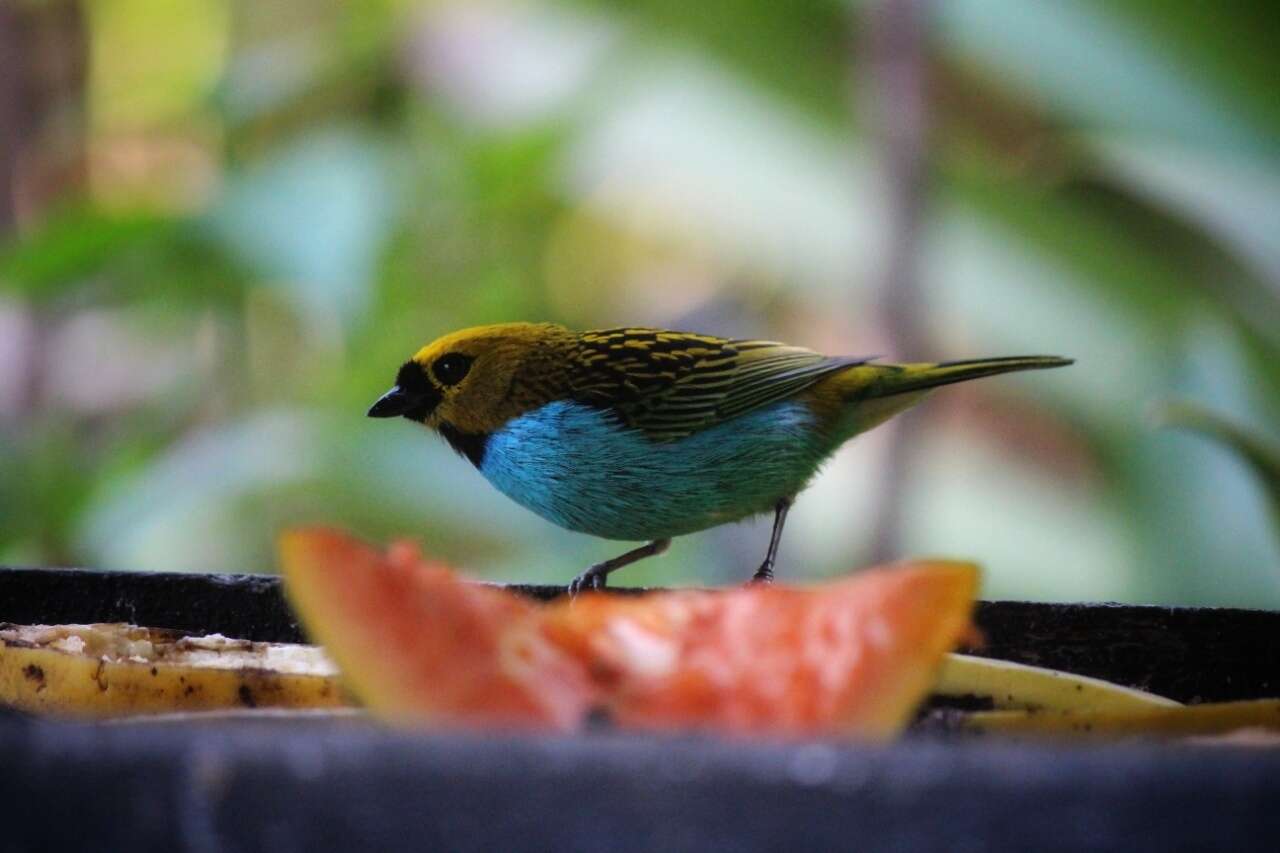 Image of Gilt-edged Tanager