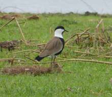 Image of spur-winged lapwing