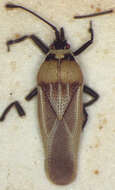 Image of Epimixia veteris Drake 1944