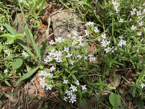 Image of longleaf summer bluet