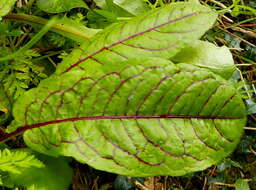 Image of <i>Rumex <i>sanguineus</i></i> var. sanguineus