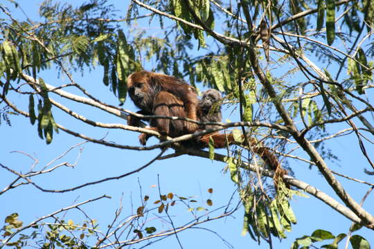 Image of Brown Howler Monkey