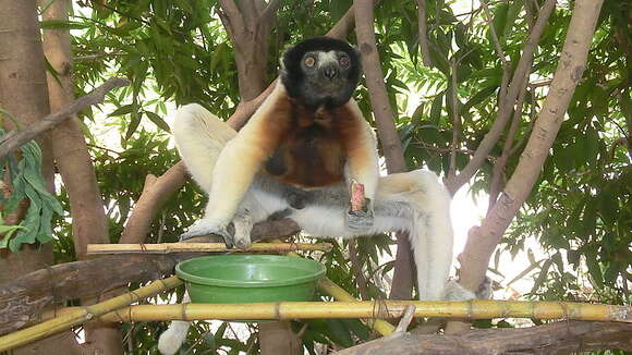 Image of Crowned Sifaka