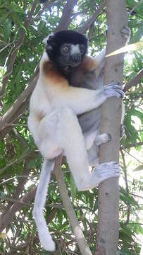 Image of Crowned Sifaka