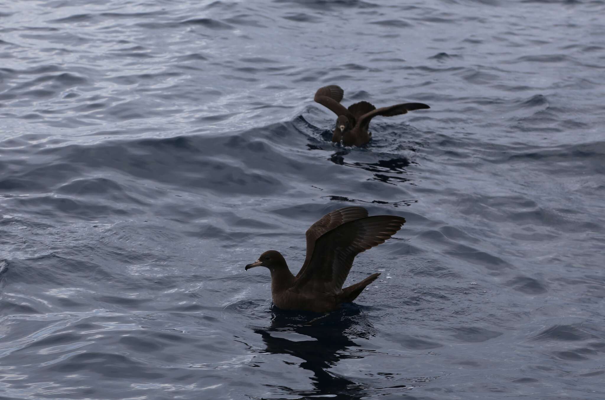 Image of Flesh-footed Shearwater