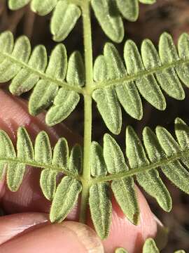 Imagem de Pteridium feei (W. Schaffn. ex Fée) Faull