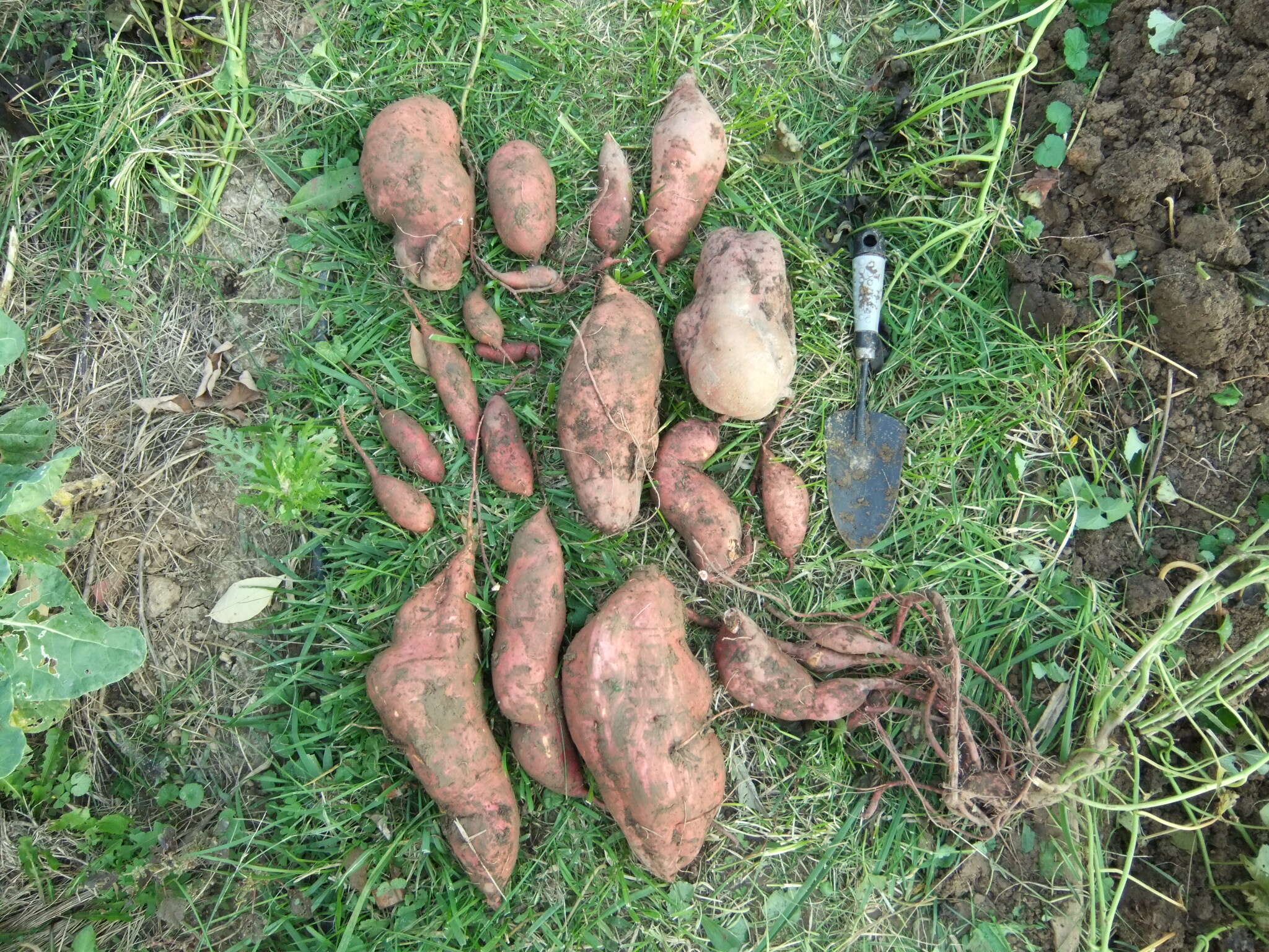 Image of sweet potato