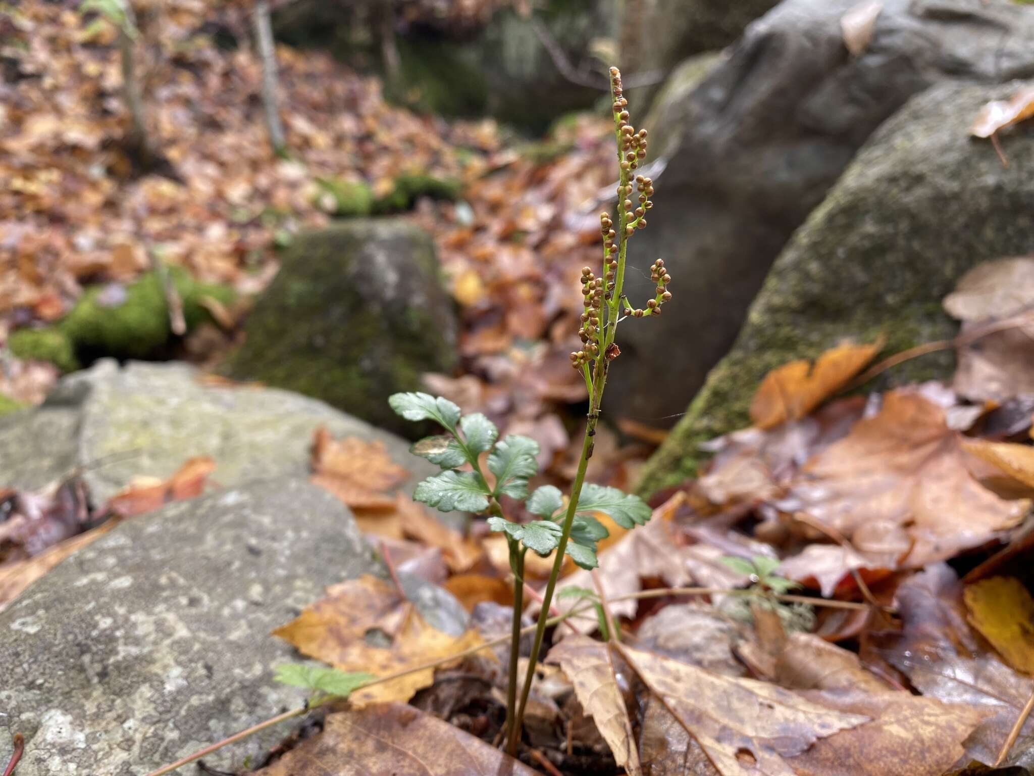 Image of bluntlobe grapefern