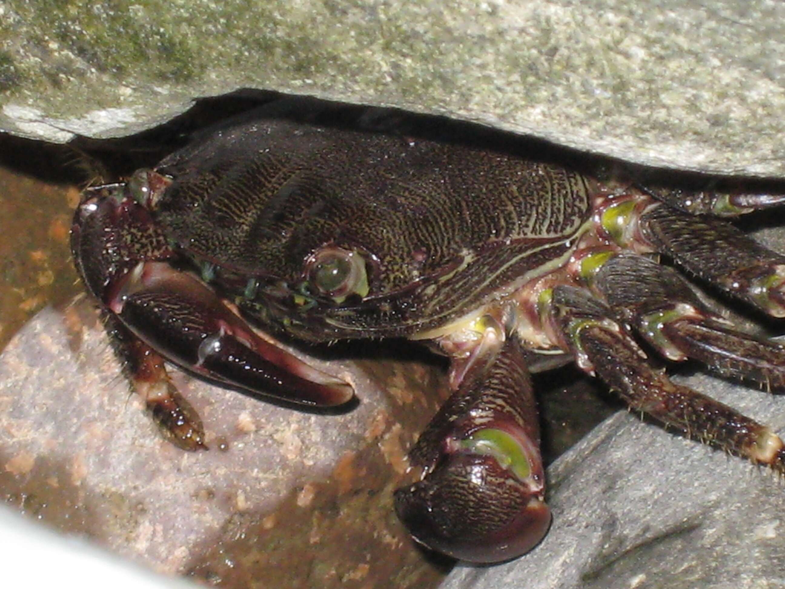 Image of marbled rock crab